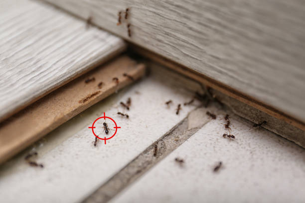 Reliable Riverview, FL Pest Control Solutions